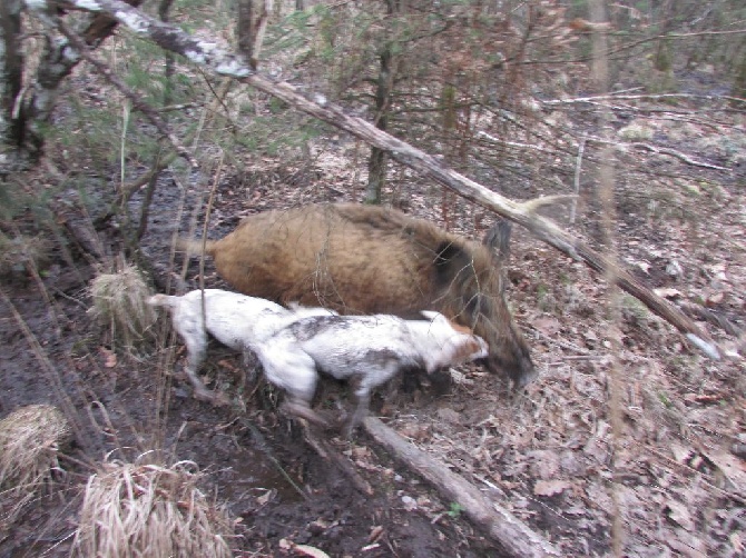 Du Chalet D'Apache - goupil et son premier cac sur sanglier