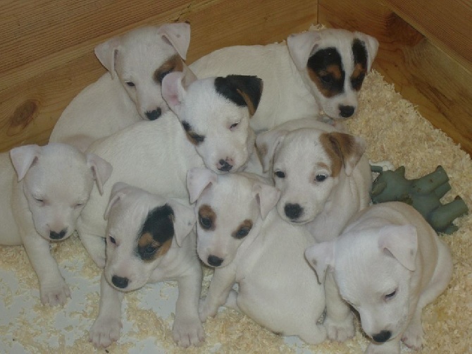 Du Chalet D'Apache - belle victoire avec le lot d'elevage jack russell n.e